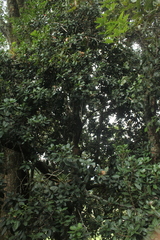 Roupala pseudocordata