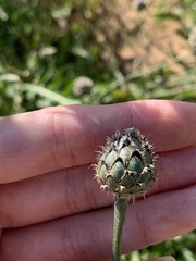 Centaurea scabiosa