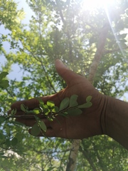 Erythroxylum havanense