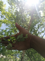 Erythroxylum havanense