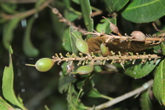 Roupala pseudocordata