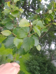 Betula pubescens