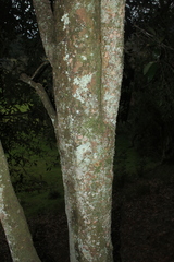 Roupala pseudocordata