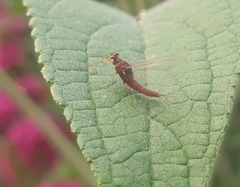 Ephemeroptera