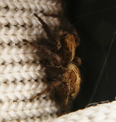 Plexippus paykulli