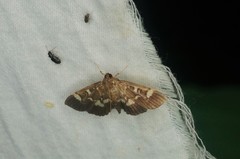 Herpetogramma luctuosalis