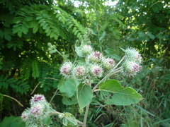 Arctium × ambiguum