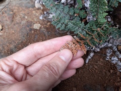 Paragymnopteris marantae