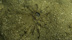 Ceriantharia