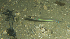 Gnathophis