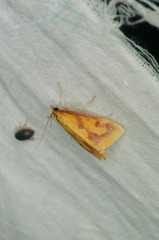 Ostrinia palustralis