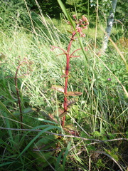 Hylotelephium maximum maximum