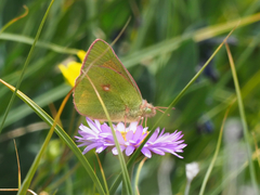 Colias meadii