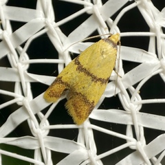 Heteroteucha translatella