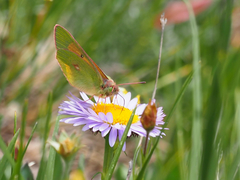 Colias meadii