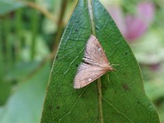 Mnesictena marmarina