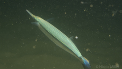 Hyporhamphus ihi