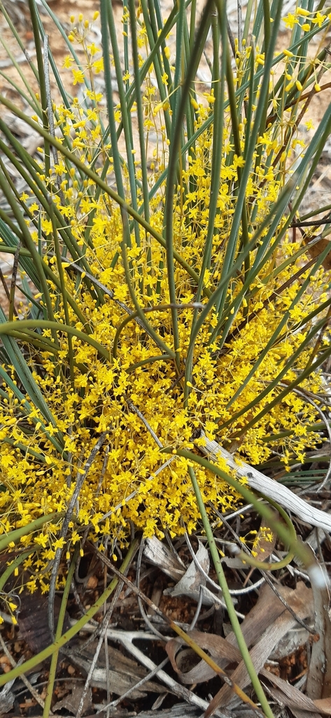 Chamaexeros fimbriata