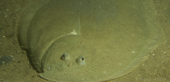 New Zealand Common Sole photo 2