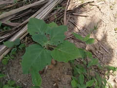 Datura discolor