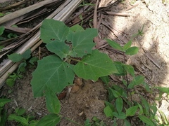 Datura discolor