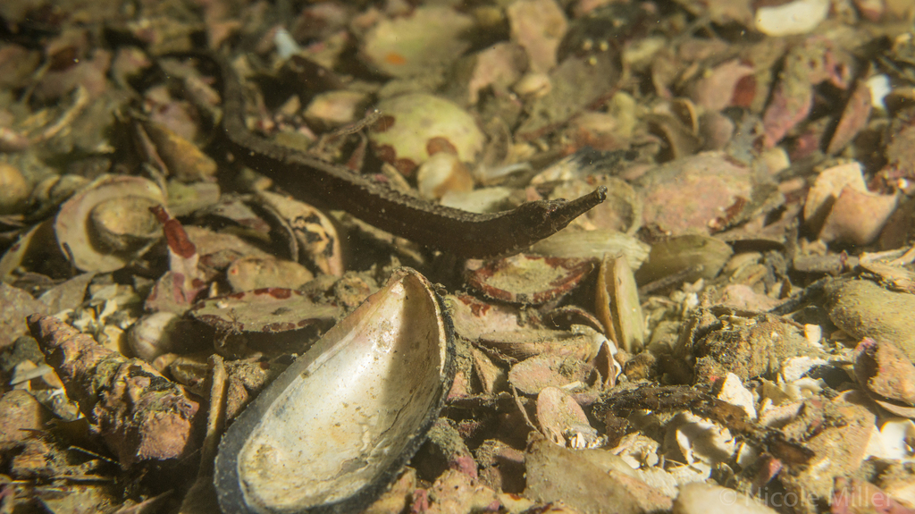 Pipefish
