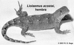 Liolaemus acostai