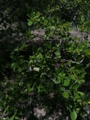 Erythroxylum havanense