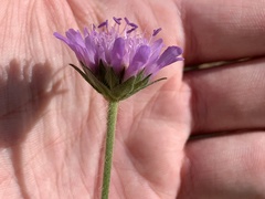 Knautia arvensis