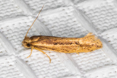 Ypsolopha sp-sw