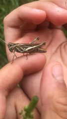 Chorthippus brunneus