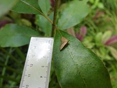 Mnesictena marmarina