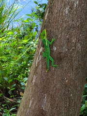 Anolis equestris