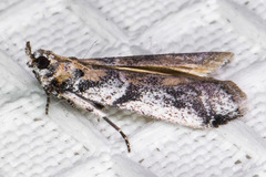 Laetilia dilatifasciella