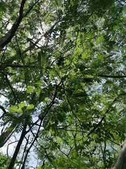 Chloroleucon mangense