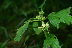 Paraphlomis javanica