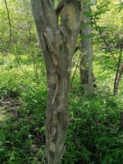 Chloroleucon mangense