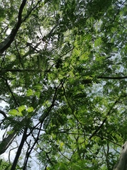 Chloroleucon mangense