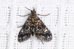 Elophila occidentalis
