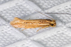 Ypsolopha sp-sw