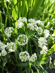 Cicuta virosa