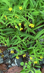 Lysimachia lanceolata