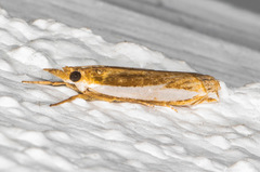 Crambus sperryellus
