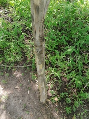 Chloroleucon mangense