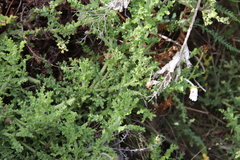 Arctotis aspera aspera