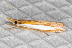 Crambus sperryellus