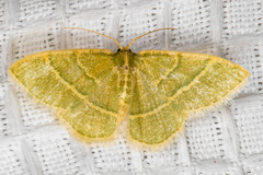 Chlorochlamys appellaria