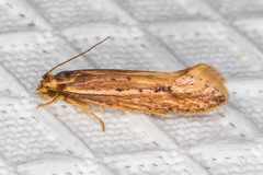 Ypsolopha sp-sw