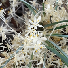 Lomandra effusa