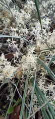 Lomandra effusa